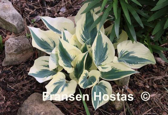 Hosta Great Escape